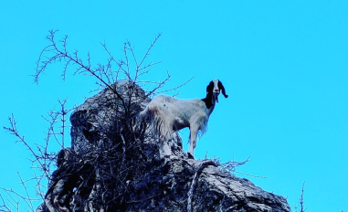capra su un masso con lo sfondo di un cielo azzurro